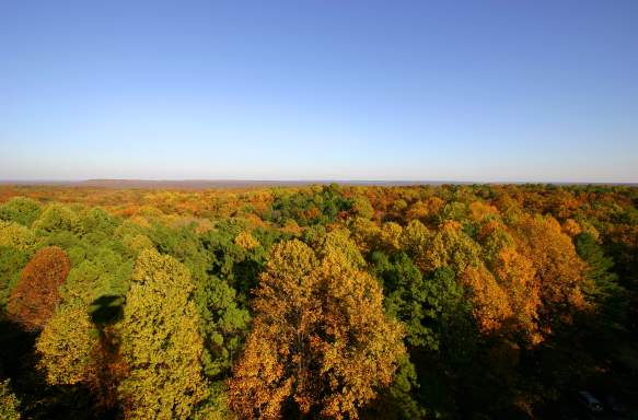 View of the Charles C. Deam Wilderness from the Hickory Ridge Fire Tower