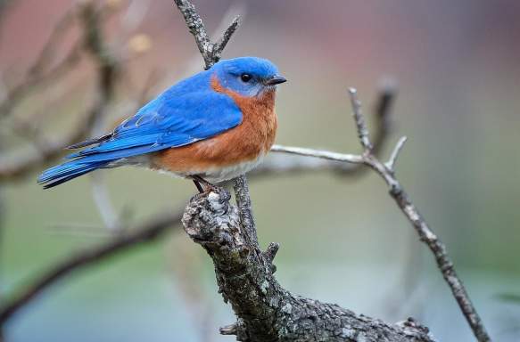 An eastern bluebird perched on a tree branch