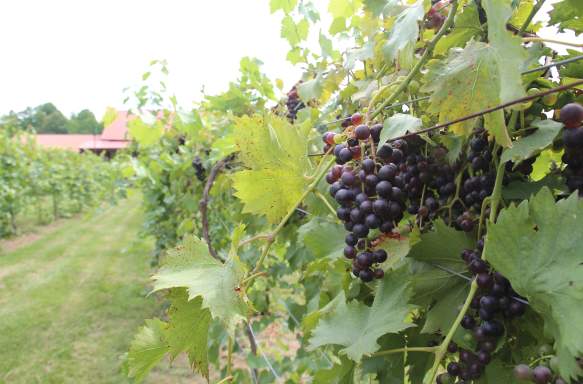 Butler Winery