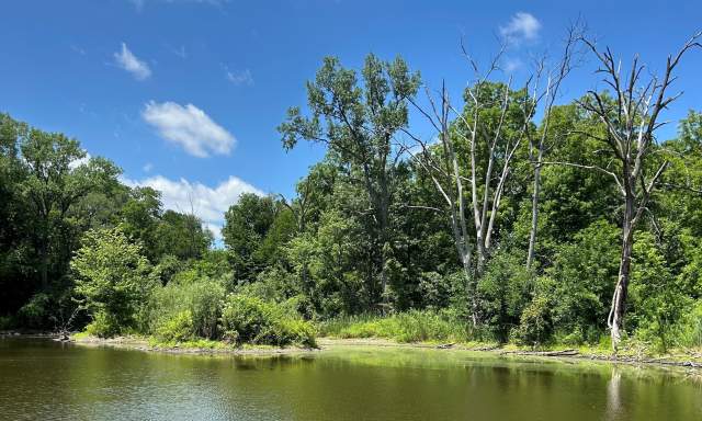 Ryders Woods