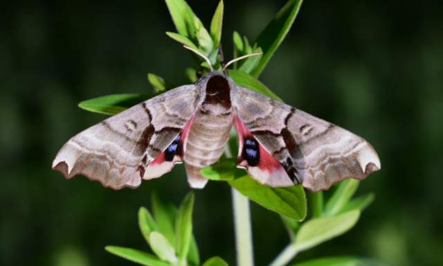 After Hours: Moth Talk