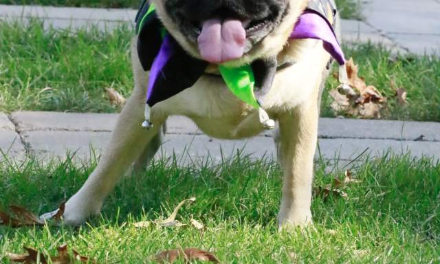 2nd Annual Midwestern Pug Social