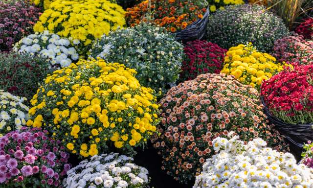 Fall Plant Sale
