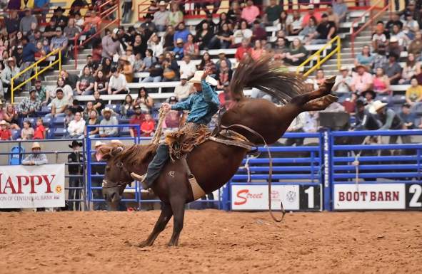 Rodeo rider on a bucking horse during the Amarillo Tri-State Fair Rodeo in Amarillo, with a crowd of spectators watching in the background