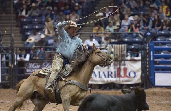 Man in a brown cowboy hat wearing a blue shirt on a brown horse roping a black cow