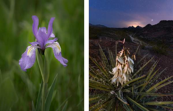 10 Tips for Unforgettable Wildflower Photography (+ Examples)