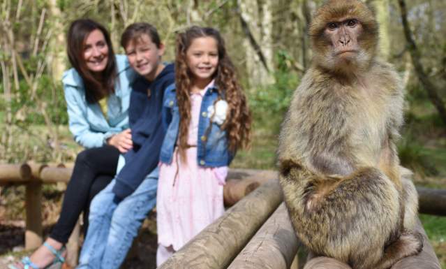 Trentham Monkey Forest monkey on bench visitors in background