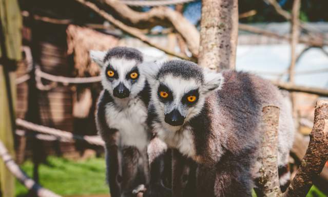 Wild  Zoological  Park  Image  of  two  lemurs
