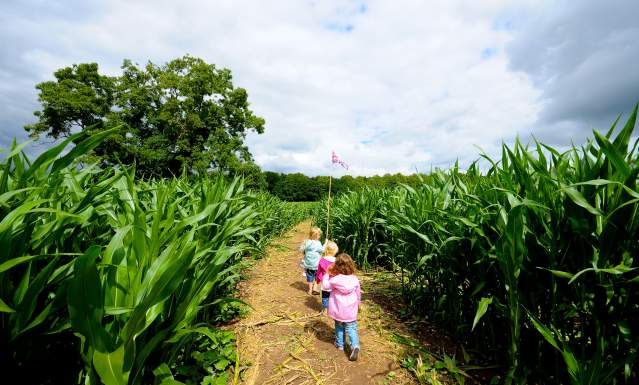 Essington  Maize,  Maze children running  away  in  maze