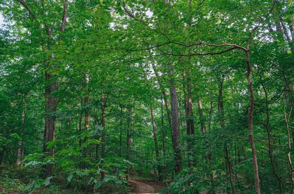 Top 5 Summer Hikes in Bloomington