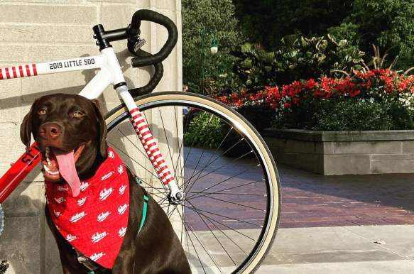 Dog-Friendly Bloomington