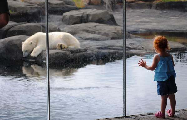 Polar bear at zoo