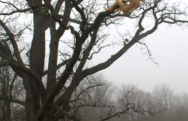 A golden cast of a man hanging on a tree limb.