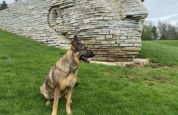 Dog-Friendly Dublin