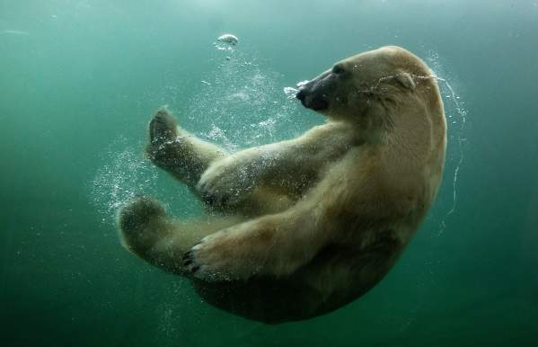 Insider Secrets: Winter at The Columbus Zoo & Aquarium