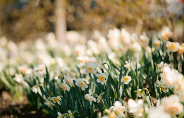 Best Blooms in Dublin, Ohio