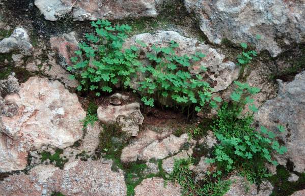 Shamrocks and moss on top of rocks