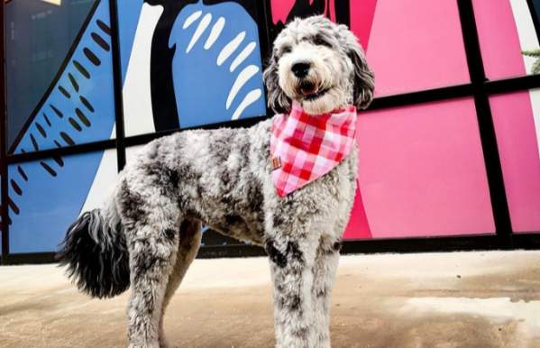 A Dogs Day Out in Dublin, Ohio