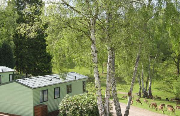 Cannock Chase mobile homes overlook scenic grounds with deer