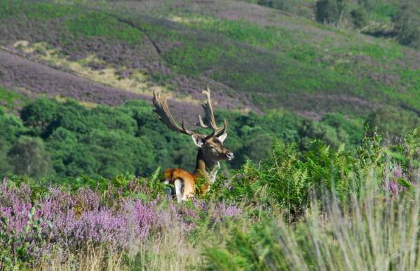 Cannock District Countryside National Landscape fallow deer in heather