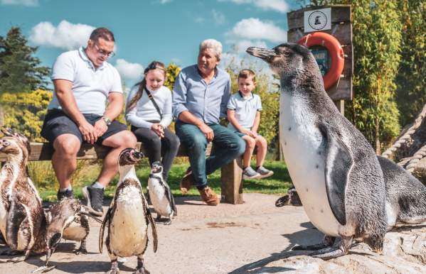 group of penguins with family on bench.jpeg