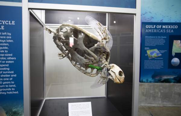 skeleton of a sea turtle on display