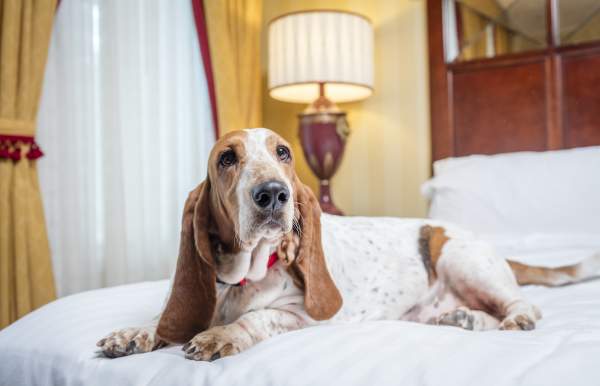 dog laying on a bed in a hotel room