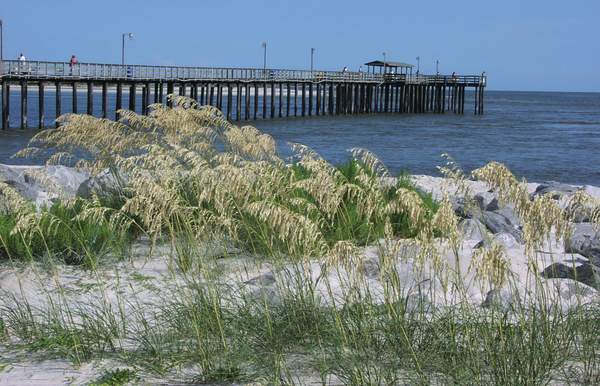 dauphin island pier in mobile alabama, sand dunes with sea oats