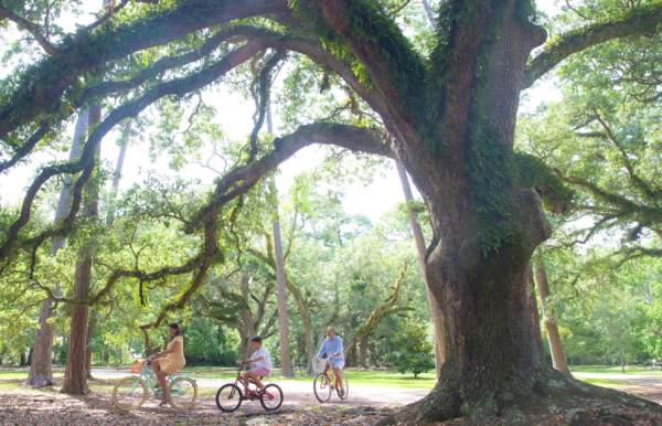 large live oak tree with three children riding bicycles