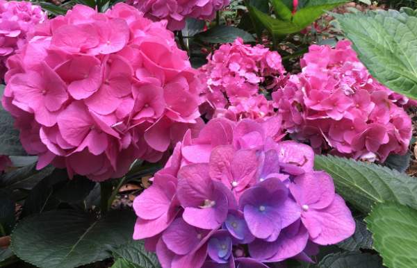 15 Enchanting Photos of Mobile in Bloom