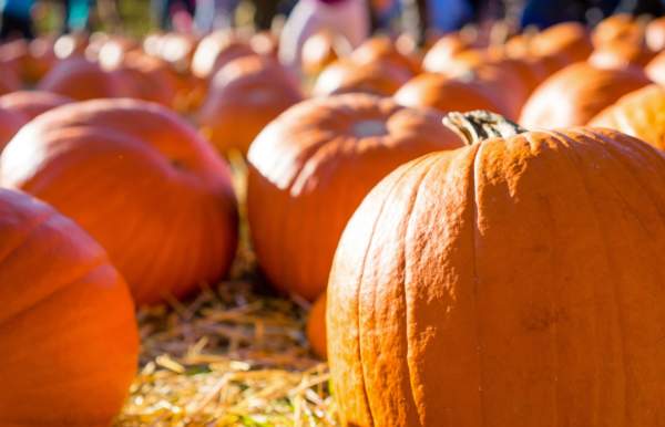 Fall in Love with Mobile this October