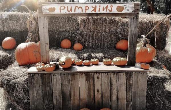 wooden stand with pumpkins and a childlike sign reading "pumpkins"