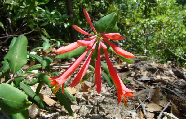 close up of a flower