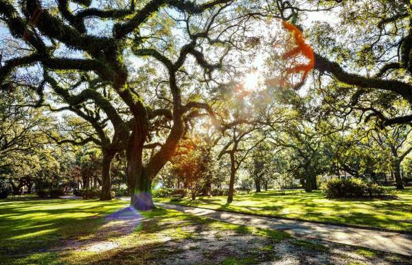 Image showing multiple oak trees.