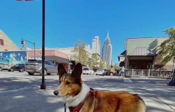 Dog standing on the corner of a street