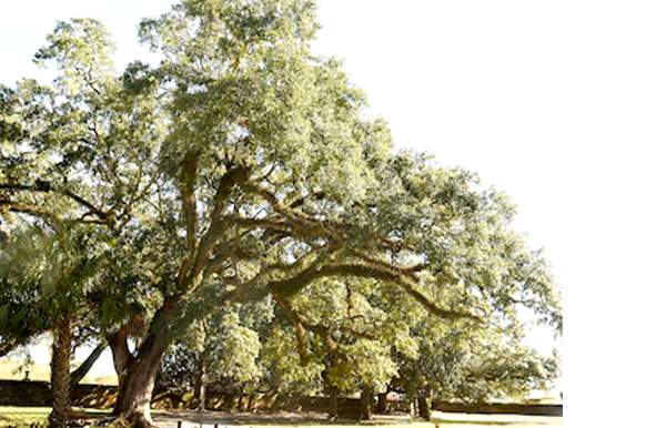 Inaugural Boyington Oak Day