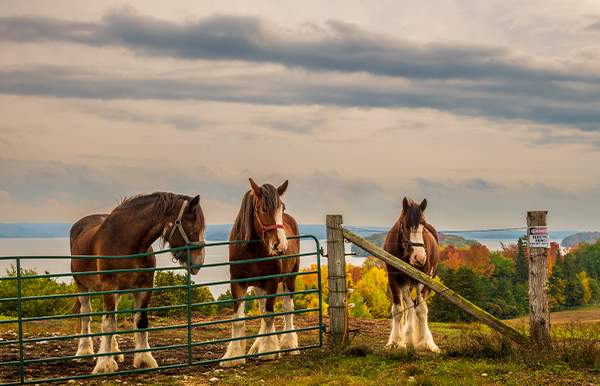 Budweiser Clydesdales at Battleship Memorial Park