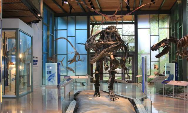 Dinosaur Skeleton inside Witte Museum
