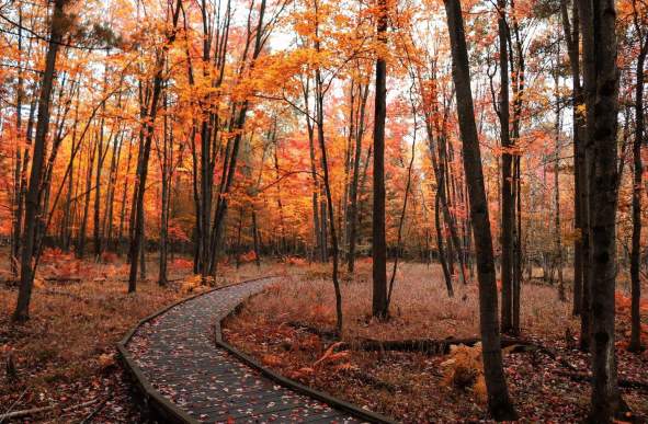 fall
