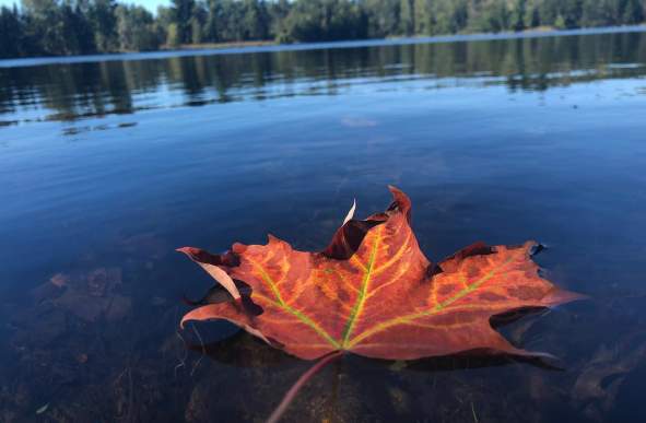 Don't miss the fall colors in Schmeeckle Reserve in the Stevens Point Area.