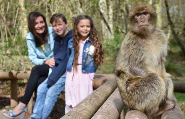 Trentham Monkey Forest monkey on bench visitors in background