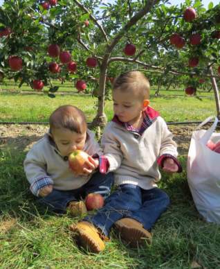 Apple-picking-on-the-North-Fork-1024x768