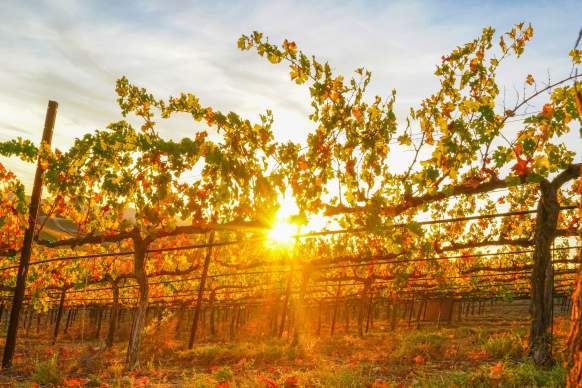 Beautiful sunset peeking through the vineyards in Temecula