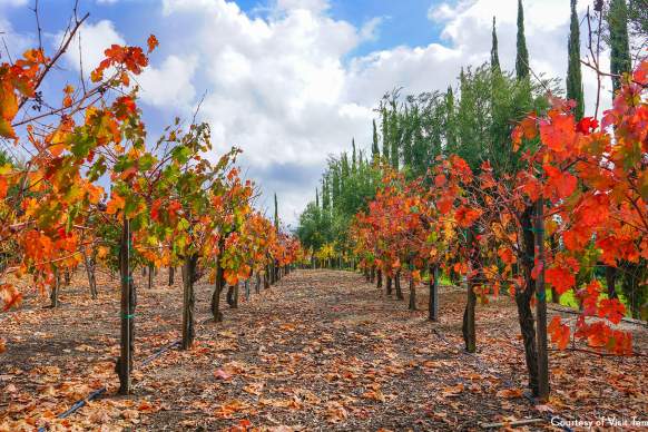 November Events in Temecula Valley