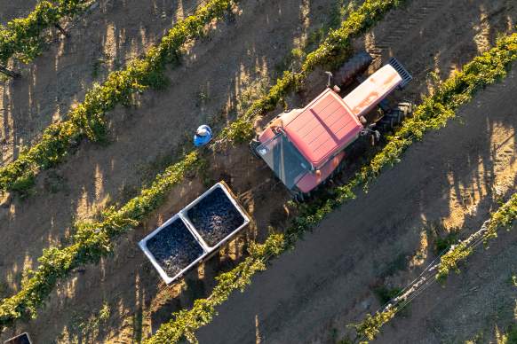 Harvest Weekend at Leoness Cellars
