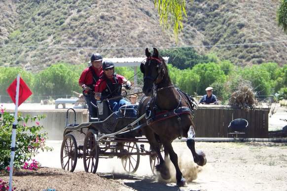 Sweetheart Horse Driving Trials