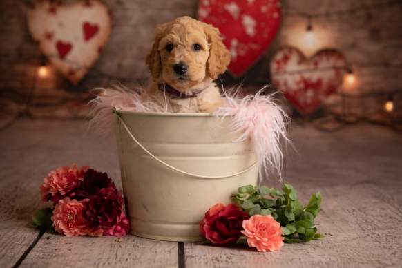 Paw-traits with Wandering Woof