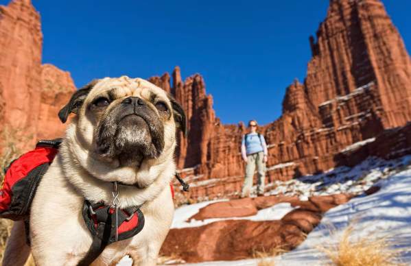 Pet-Friendly Moab: Trails, Hotels, Dining & What You Need to Know
