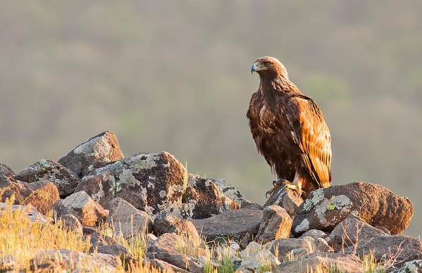 Golden Eagle