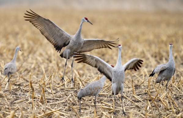 Sandhill Cranes